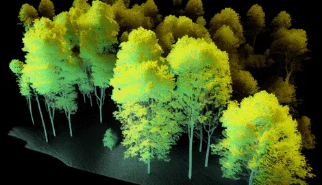 Advanced Drone Forest Survey Methods