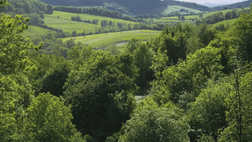 Drone Forest Surveying and Mapping UK 1